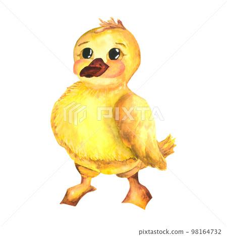 Watercolor baby illustration with ducklings. Duckling. The yellow duckling, watercolor illustration isolated on white background 98164732