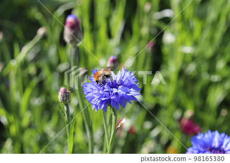 bumblebee on a blue cornflower in a meadow 98165380