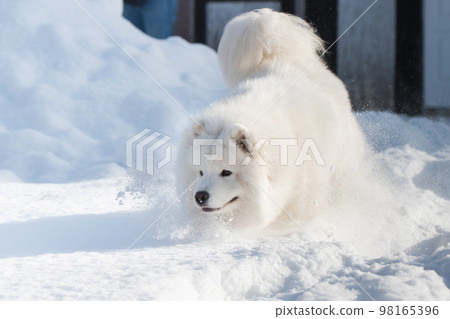 Samoyed white dog is running on snow outside Samoyed white dog is running on snow outside 98165396