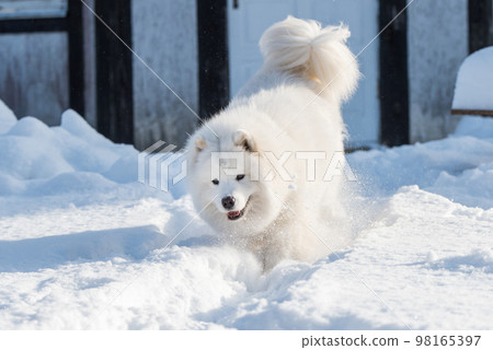 Samoyed white dog is running on snow outside 98165397