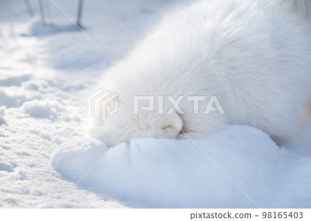 Samoyed white dog is playing on snow outside 98165403