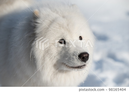 Samoyed white dog close up on snow outside on winter background Samoyed white dog close up on snow outside on winter background 98165404