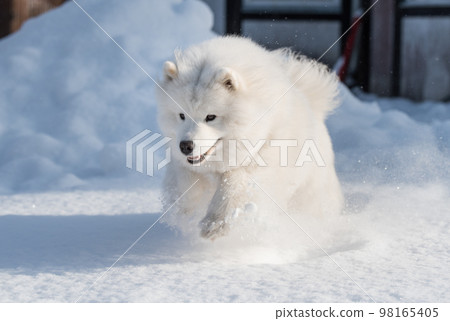 Samoyed white dog is running on snow outside Samoyed white dog is running on snow outside 98165405