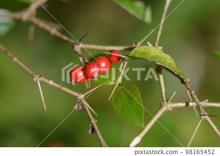 Aridooshi紅色水果 98165452