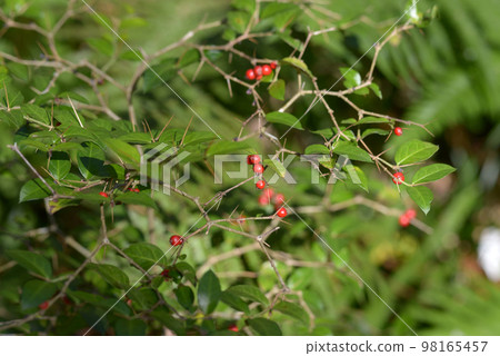 Aridooshi red fruit 98165457