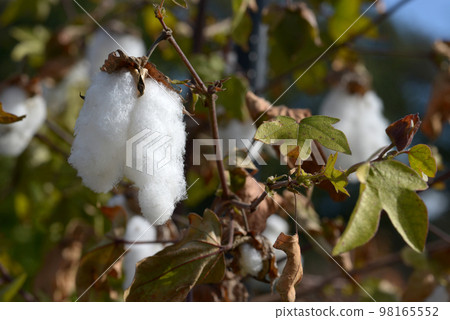 Kidachiwata cotton Kidachiwata cotton 98165552