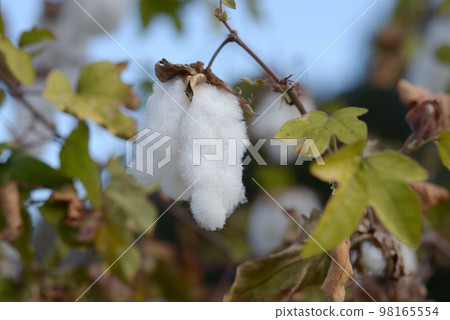 Kidachiwata cotton Kidachiwata cotton 98165554