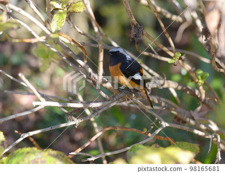 Jaubitaki野生鳥類 98165681