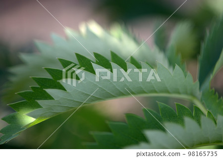 Melianthus 市長葉模式 Melianthus 市長葉模式 98165735