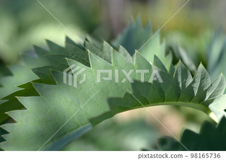 Melianthus 市長葉模式 Melianthus 市長葉模式 98165736