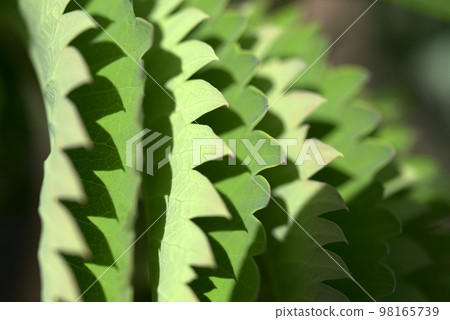 Melianthus mayor leaf pattern Melianthus mayor leaf pattern 98165739