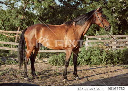 Handsome horse in the paddock. Farm. Ranch. Handsome horse in the paddock. Farm. Ranch. 98165782