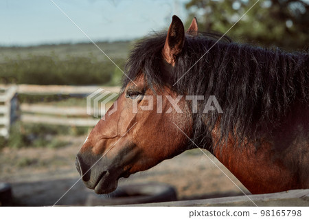 Beautiful brown horse, close-up of muzzle, cute look, mane, background of running field, corral, trees 98165798