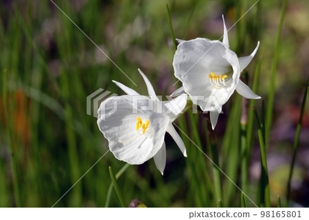 Narcissus cantabrix 98165801