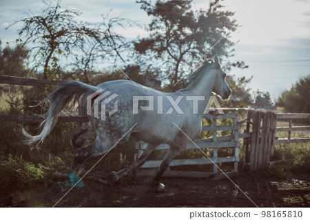 Horse running in the paddock on the sand in summer Horse running in the paddock on the sand in summer 98165810