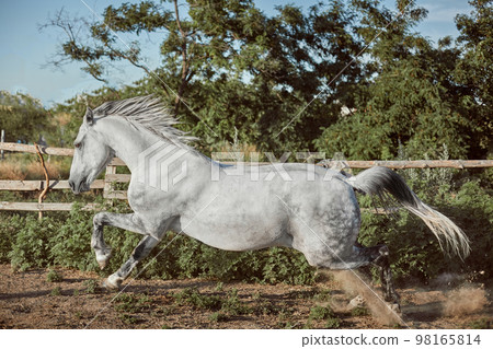 Horse running in the paddock on the sand in summer 98165814