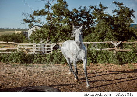 Horse running in the paddock on the sand in summer Horse running in the paddock on the sand in summer 98165815