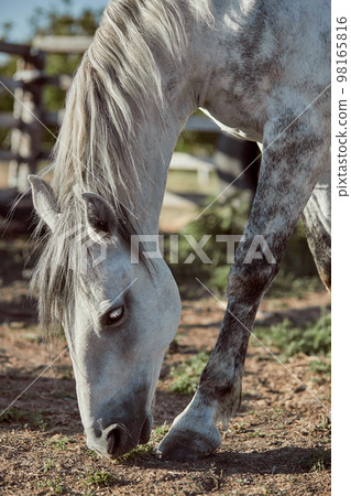 Beautiful grey horse in White Apple, close-up of muzzle, cute look, mane, background of running field, corral, trees Beautiful grey horse in White Apple, close-up of muzzle, cute look, mane, background of running field, corral, trees 98165816