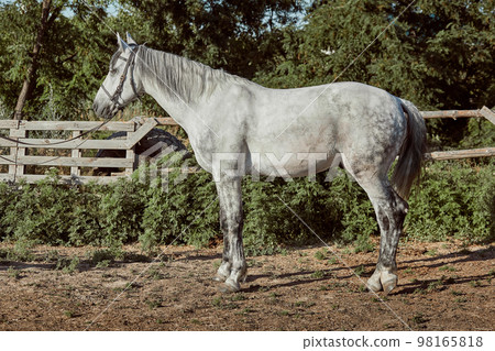 Thoroughbred horse in a pen outdoors and Thoroughbred horse in a pen outdoors and 98165818