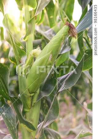 Corn cob growing on plant, Buenos Aires Province, Argentina 98166435