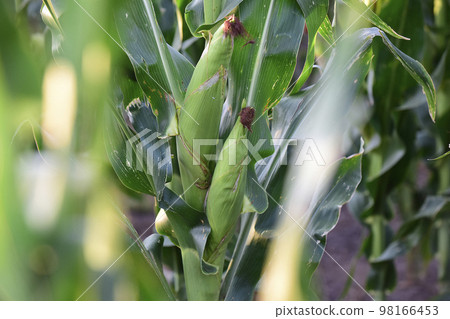 Corn cob growing on plant, Buenos Aires Province, Argentina Corn cob growing on plant, Buenos Aires Province, Argentina 98166453