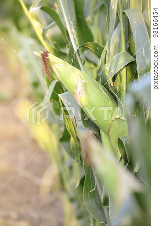 Corn cob growing on plant, Buenos Aires Province, Argentina 98166454