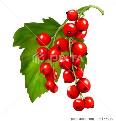 Watercolor set of red ripe currant berries isolated on white background. Hand drawn botanical illustration. Clip art berry branches. Watercolor set of red ripe currant berries isolated on white background. Hand drawn botanical illustration. Clip art berry branches. 98166949