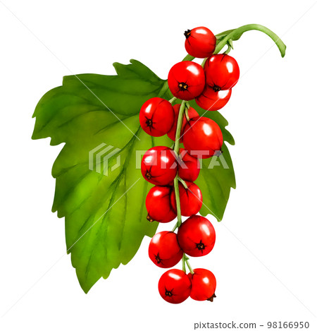 Watercolor set of red ripe currant berries isolated on white background. Hand drawn botanical illustration. Clip art berry branches. 98166950