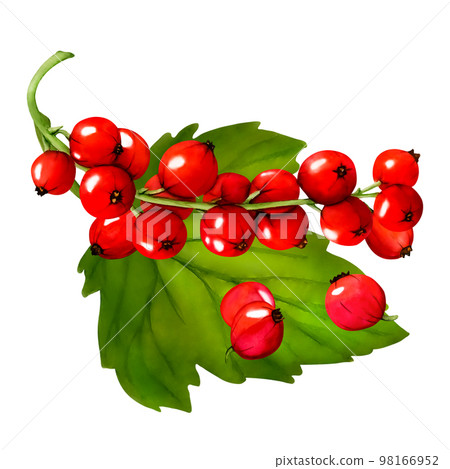Watercolor set of red ripe currant berries isolated on white background. Hand drawn botanical illustration. Clip art berry branches. Watercolor set of red ripe currant berries isolated on white background. Hand drawn botanical illustration. Clip art berry branches. 98166952