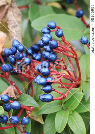 開滿花0075 98166995