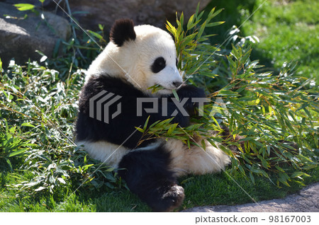 Sakurahama eating bamboo deliciously 98167003