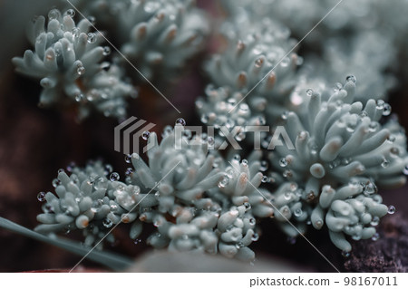 Succulents in cool shades shot in macro. 98167011