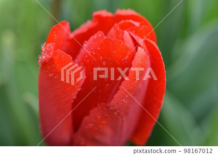 Red tulip bud on a green background. 98167012