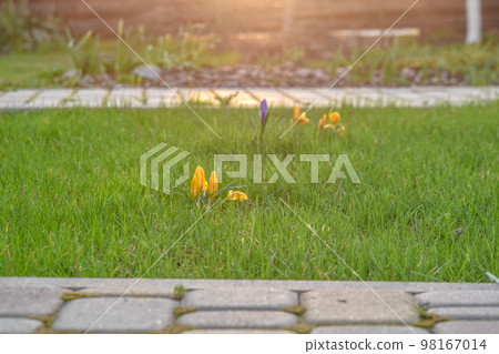 A green lawn with blooming irises near the house. A green lawn with blooming irises near the house. 98167014