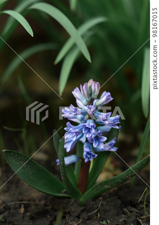 A beautiful blue hyacinth growing in the shade of the garden. A beautiful blue hyacinth growing in the shade of the garden. 98167015