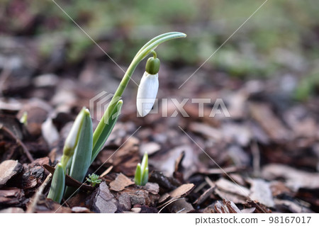 First spring snowdrops growing in the garden First spring snowdrops growing in the garden 98167017