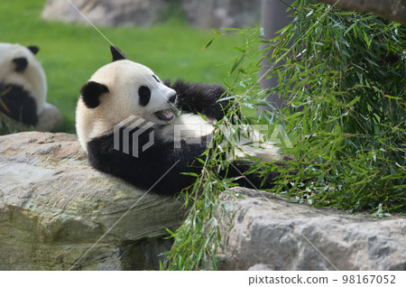 Momohama eating bamboo deliciously 98167052