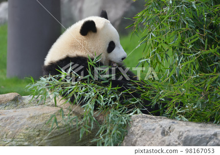 Momohama eating bamboo deliciously Momohama eating bamboo deliciously 98167053