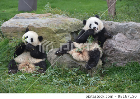 櫻濱和桃濱排隊吃竹子好吃 98167150