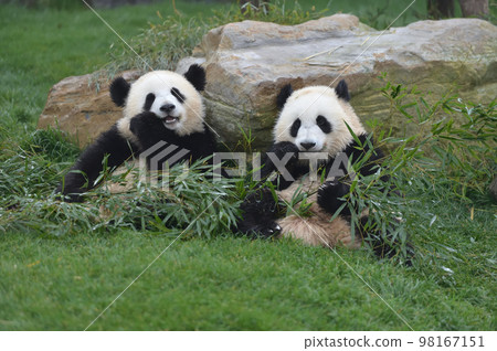 櫻濱和桃濱排隊吃竹子好吃 98167151