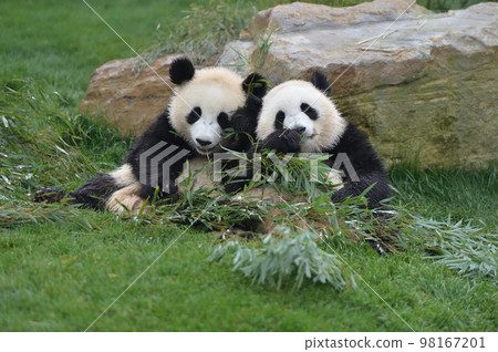 Sakurahama and Momohama lined up to eat bamboo deliciously Sakurahama and Momohama lined up to eat bamboo deliciously 98167201