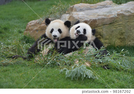 Sakurahama and Momohama lined up to eat bamboo deliciously Sakurahama and Momohama lined up to eat bamboo deliciously 98167202