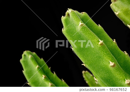 Succulent plant leaves on black background close up 98167652