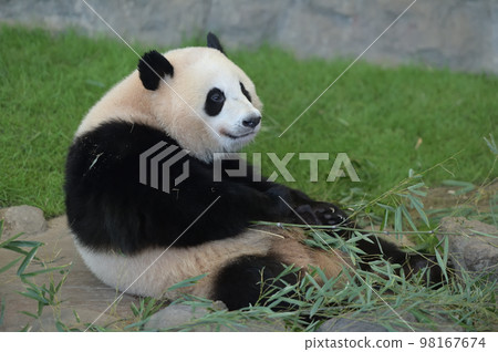 美味地吃竹子的櫻濱 98167674