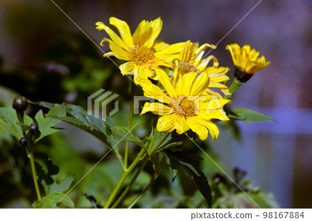 腫柄菊 腫柄菊 98167884