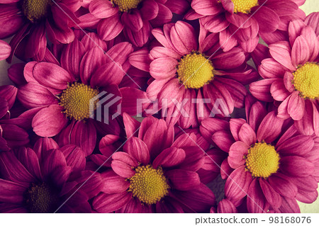 Daisy bright pink. Flowers Close-up. For design. Nature. 98168076