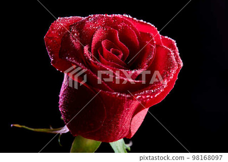 Floral background, flower of fresh wet rose with water drops, close up, macro. isolated Floral background, flower of fresh wet rose with water drops, close up, macro. isolated 98168097