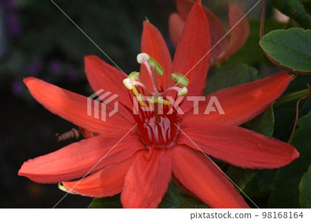 Passiflora flowers with three split pistils in red petals that act as clock hands are beautiful. Passiflora flowers with three split pistils in red petals that act as clock hands are beautiful. 98168164