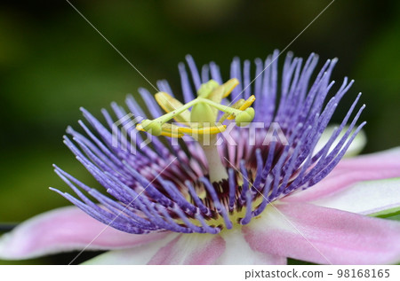 Passiflora flower with yellow-green stamens and pistils, many filamentous purple crowns and pink petals. Passiflora flower with yellow-green stamens and pistils, many filamentous purple crowns and pink petals. 98168165