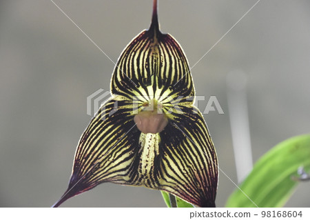 The monkey orchid (Orchidaceae, genus Dracula) flower with black and white stripes that looks like a monkey face is interesting. 98168604